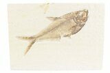 Detailed Fossil Fish (Diplomystus) - Wyoming #361094-1